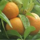 بذور شجرة النارنج - citrus aurantium بذور شجرة النارنج - citrus aurantium