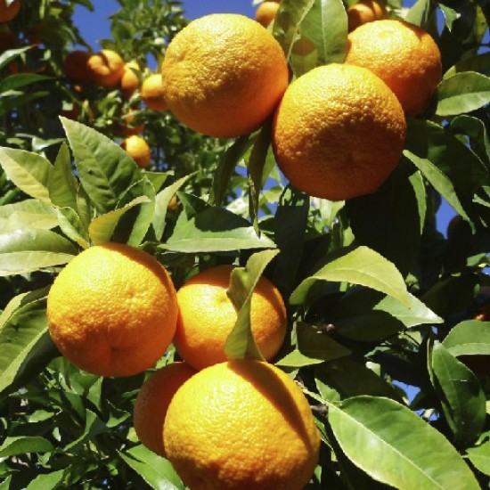 بذور شجرة النارنج - citrus aurantium بذور شجرة النارنج - citrus aurantium