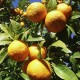 بذور شجرة النارنج - citrus aurantium بذور شجرة النارنج - citrus aurantium