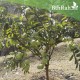 بذور الجوافة ( Psidium guajava ) بذور الجوافة ( Psidium guajava )