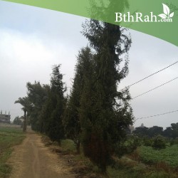 بذور السرو البلدي - Cupressus بذور السرو البلدي - Cupressus