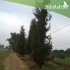بذور السرو البلدي - Cupressus