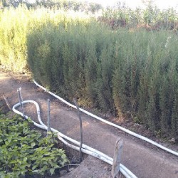 بذور السرو البلدي - Cupressus بذور السرو البلدي - Cupressus