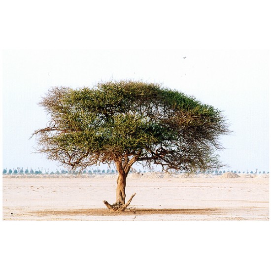 بذور شجرة السمر - Acacia tortilis بذور شجرة السمر - Acacia tortilis