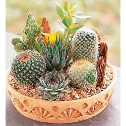 بذور صباريات (مخلوط) Cactaceae بذور صباريات (مخلوط) Cactaceae