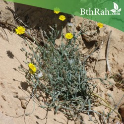 بذور نبات العضيد-اليعضيد-Launaea mucronata