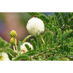 بذور شجرة الطلح النجدي - Acacia gerrardii بذور شجرة الطلح النجدي - Acacia gerrardii