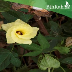 بذور القطن-Gossypium barbadense بذور القطن-Gossypium barbadense