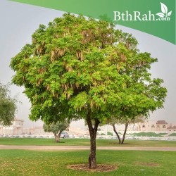 بذور اللبخ-ذقن الباشا-Albizia Lebbeck-البرهام بذور اللبخ-ذقن الباشا-Albizia Lebbeck-البرهام