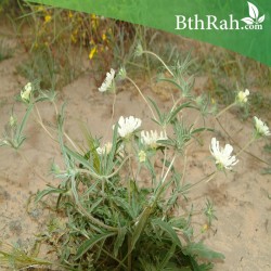 بذور نبات أم قلاص-Scabiosa 