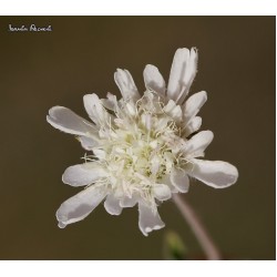 بذور نبات أم قلاص-Scabiosa 