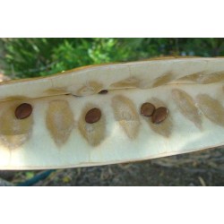 بذور اللبخ-ذقن الباشا-Albizia Lebbeck-البرهام بذور اللبخ-ذقن الباشا-Albizia Lebbeck-البرهام