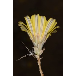 بذور نبات العضيد-اليعضيد-Launaea mucronata