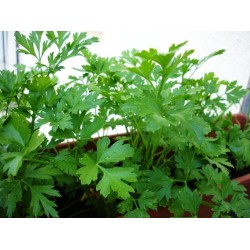 بذور البقدونس - Petroselinum crispum بذور البقدونس - Petroselinum crispum