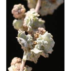 بذور الرغل الأبيض Atriplex leucoclada