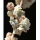 بذور الرغل ( القطف ) Atriplex leucoclada بذور الرغل ( القطف ) Atriplex leucoclada