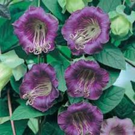 بذور الكوبية المتسلقة ( Cobaea scandens ) بذور الكوبية المتسلقة ( Cobaea scandens )