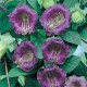 بذور الكوبية المتسلقة ( Cobaea scandens ) بذور الكوبية المتسلقة ( Cobaea scandens )