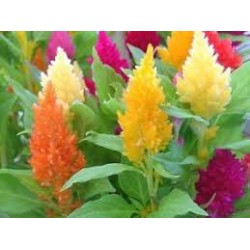 بذور زهور عرف الديك مخلوط - Celosia Argenta بذور زهور عرف الديك مخلوط - Celosia Argenta