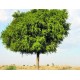 بذور شجرة الغاف الخليجي ( Prosopis cineraria ) بذور شجرة الغاف الخليجي ( Prosopis cineraria )