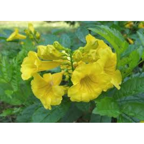 50 بذرة من بذور شجرة التيكوما ستانس Tecoma Stans Seeds 50 بذرة من بذور شجرة التيكوما ستانس Tecoma Stans Seeds