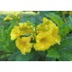 50 بذرة من بذور شجرة التيكوما ستانس Tecoma Stans Seeds 50 بذرة من بذور شجرة التيكوما ستانس Tecoma Stans Seeds