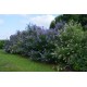بذور شجرة كف مريم او الفيتكس - Vitex agnus بذور شجرة كف مريم او الفيتكس - Vitex agnus