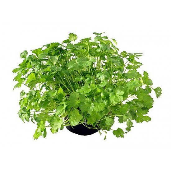 بذور الكزبرة (Coriandrum sativum) بذور الكزبرة (Coriandrum sativum)
