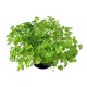 بذور الكزبرة (Coriandrum sativum) بذور الكزبرة (Coriandrum sativum)