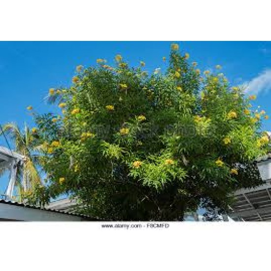 50 بذرة من بذور شجرة التيكوما ستانس Tecoma Stans Seeds 50 بذرة من بذور شجرة التيكوما ستانس Tecoma Stans Seeds