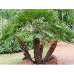 بذور نخيل واشنطوني - Washingtonia بذور نخيل واشنطوني - Washingtonia