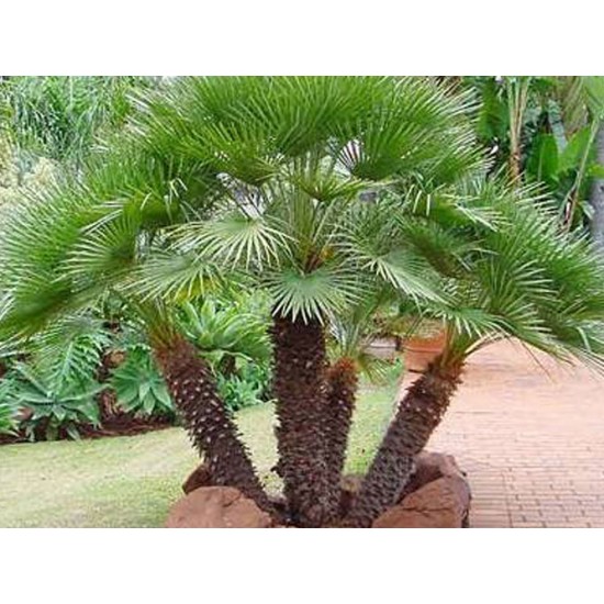 بذور نخيل واشنطوني - Washingtonia بذور نخيل واشنطوني - Washingtonia