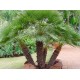 بذور نخيل واشنطوني - Washingtonia بذور نخيل واشنطوني - Washingtonia