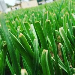 بذور كراث - Allium ampeloprasum var. porrum