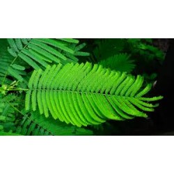 بذور شجرة البونسيانا الحمراء - Delonix regia بذور شجرة البونسيانا الحمراء - Delonix regia