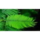 بذور شجرة البونسيانا الحمراء - Delonix regia بذور شجرة البونسيانا الحمراء - Delonix regia