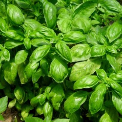 بذور عشبة الريحان - Ocimum basilicum