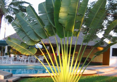 الموز الكاذب روعة طبيعية تأخذك إلى مدغشقر