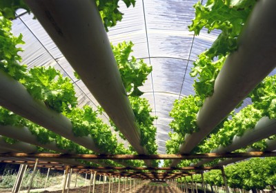 زراعة المستقبل: كل ما تحتاج إلى معرفته عن الزراعة المائية زراعة المستقبل: كل ما تحتاج إلى معرفته عن الزراعة المائية