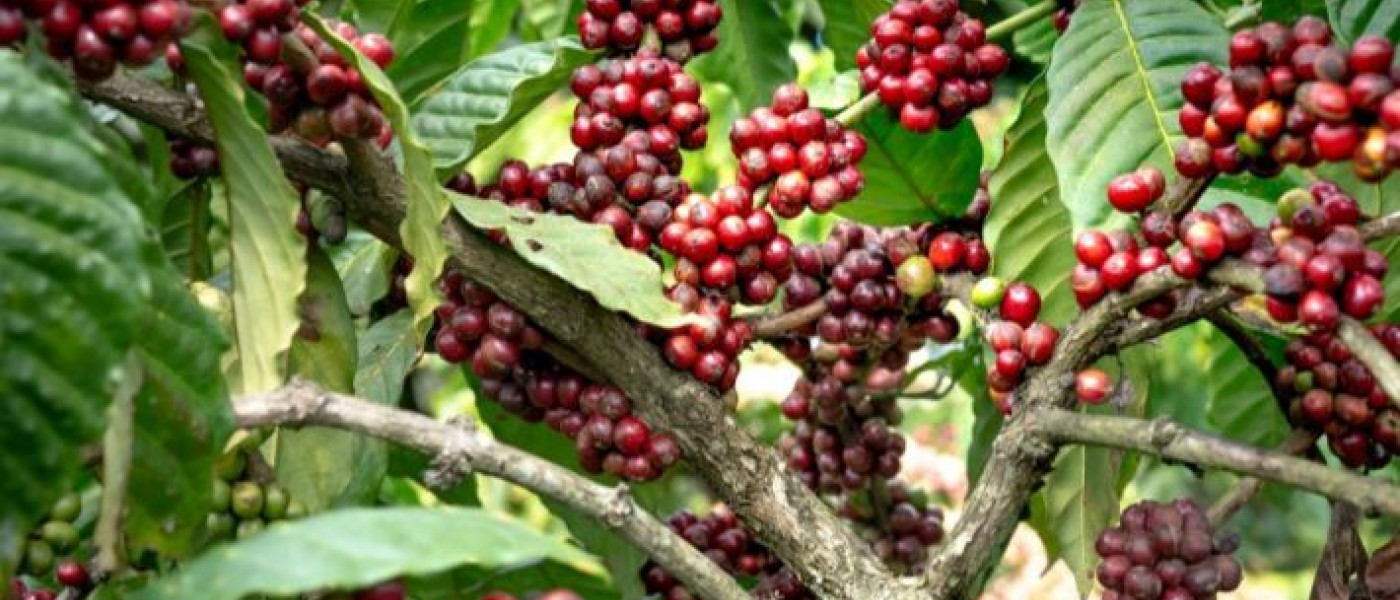 زراعة البن-فن زراعة قهوة لا تُقاوَم