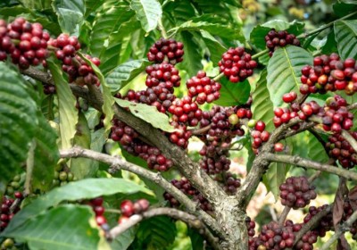زراعة البن-فن زراعة قهوة لا تُقاوَم