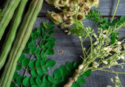 زراعة أشجار المورينجا- التحفيز البيئي والغذائي لمستقبل أفضل