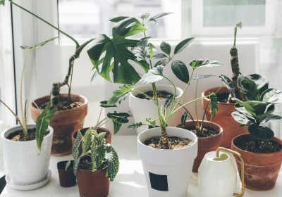 زراعة النباتات في المنزل- أسرار النجاح والإشراقة الخضراء