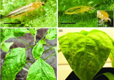آفة التربس (Thysanoptera)الكشف والوقاية والمكافحة