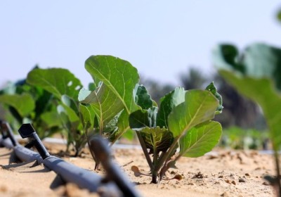 دور الرمل الحيوي في الزراعة دور الرمل الحيوي في الزراعة