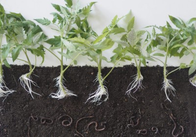 فيرمي كمبوست: السرّ الطبيعي لتسميد النباتات وتحسين الإنتاجية فيرمي كمبوست: السرّ الطبيعي لتسميد النباتات وتحسين الإنتاجية