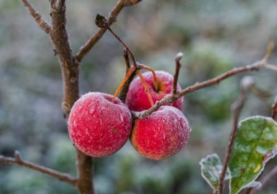 تأثير الصقيع الشتوي على الأشجار المثمرة- تحديات واستراتيجيات الحماية