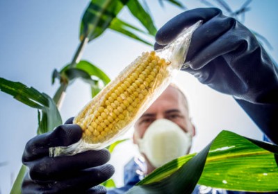 تقنيات تحسين الوراثة فى الزراعة تقنيات تحسين الوراثة فى الزراعة