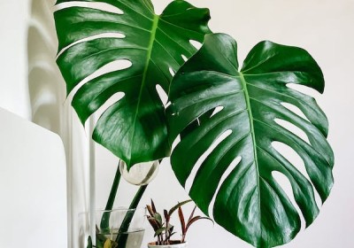 الابتكار في استخدام نباتات الزينة: تصاميم جديدة وأفكار مستدامة