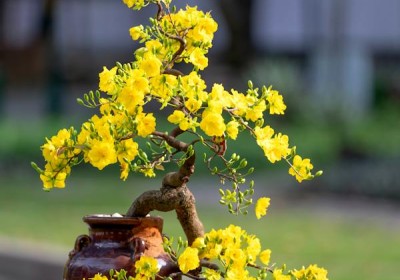 فن البونساي وتشكيل الأشجار